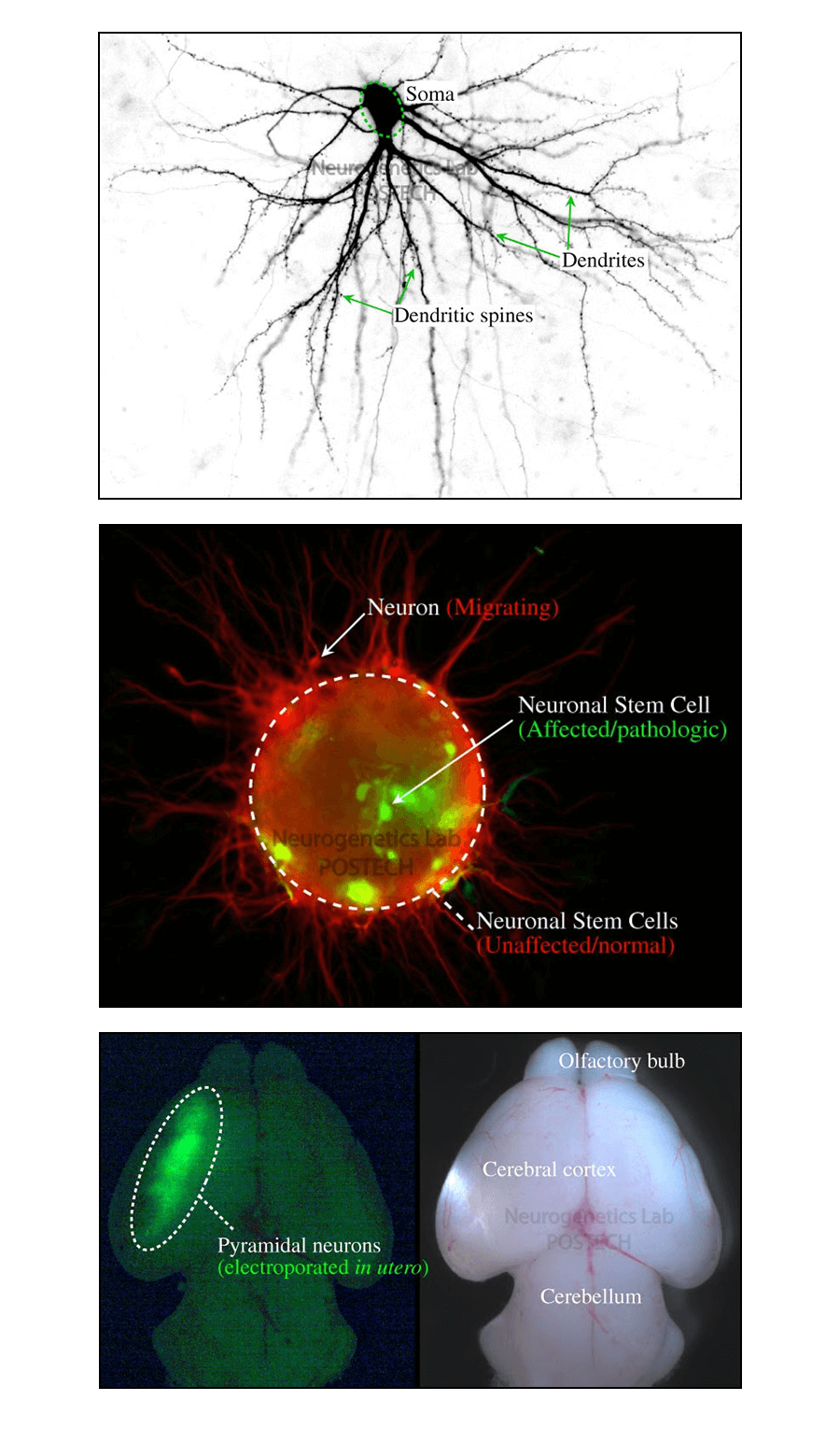 Seung Tae Baek_Research image