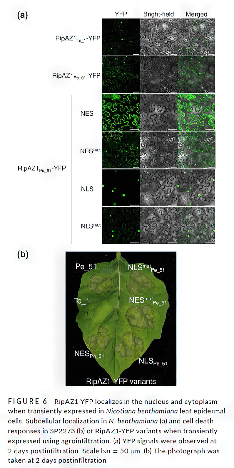 research_image