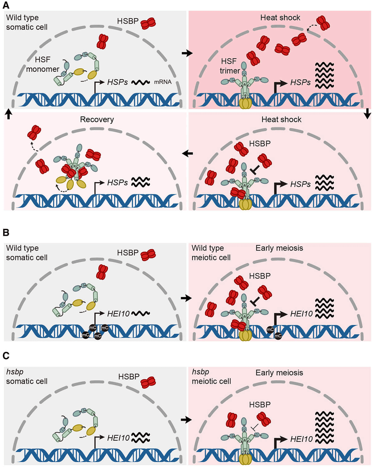 research_image