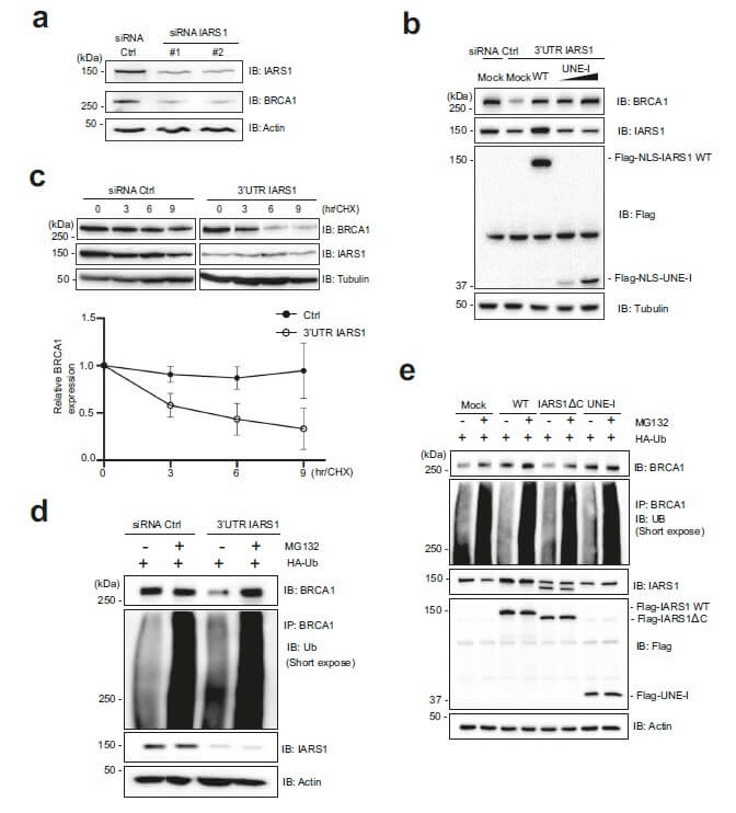 research_image