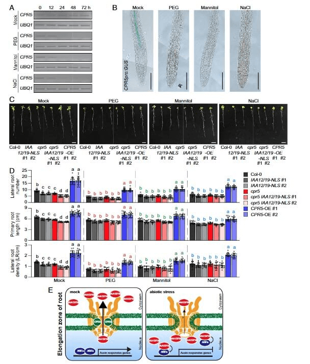 research_image