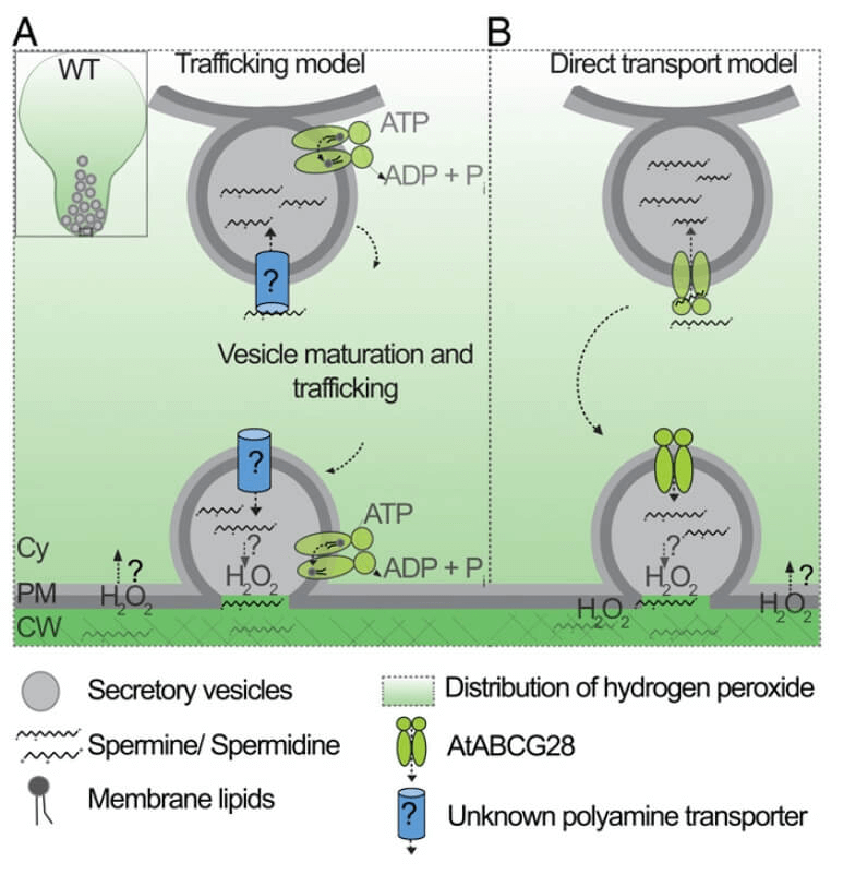 research_image