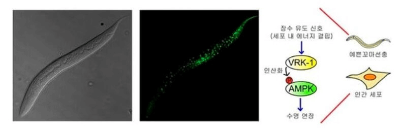 research_image