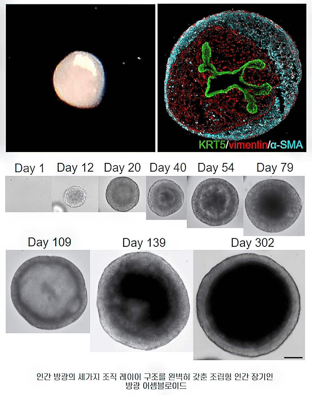 research_image