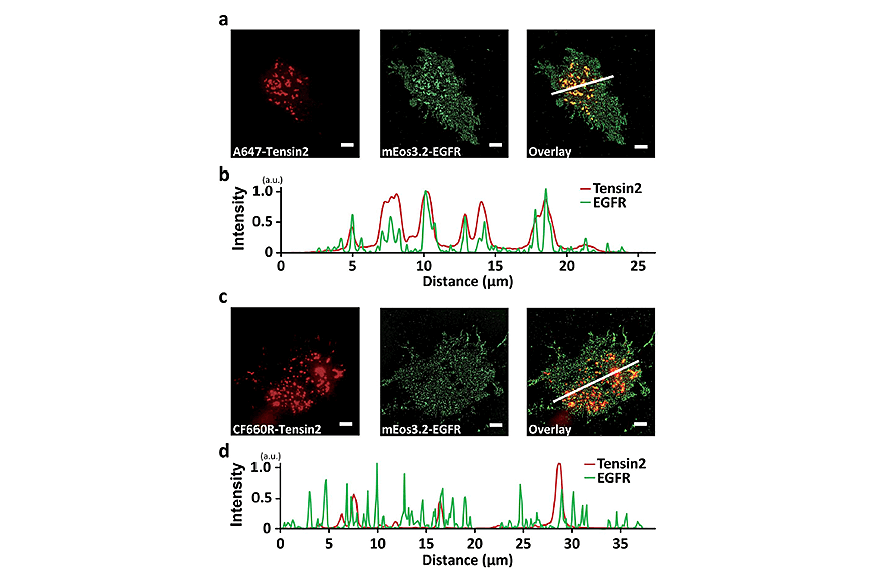 research_image