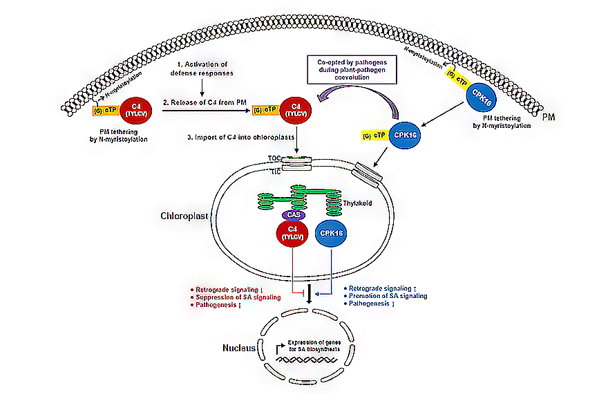 research_image
