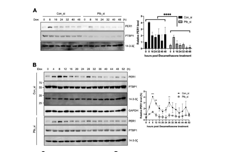research_image