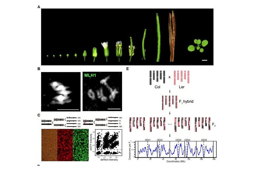 research_image
