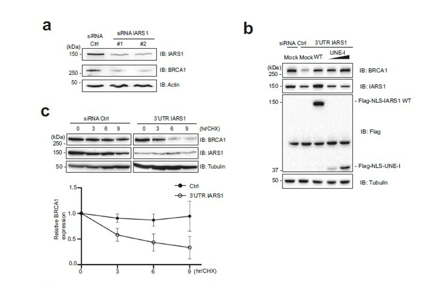 research_image