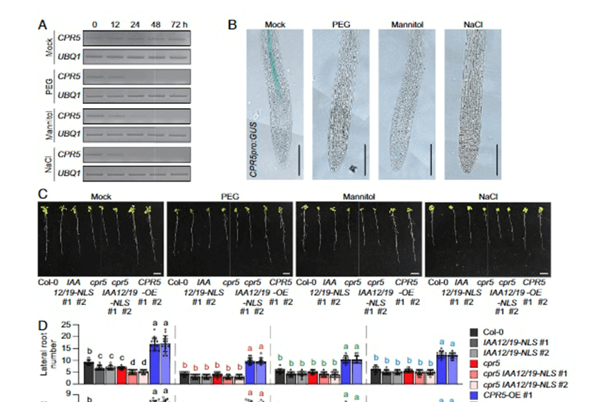 research_image