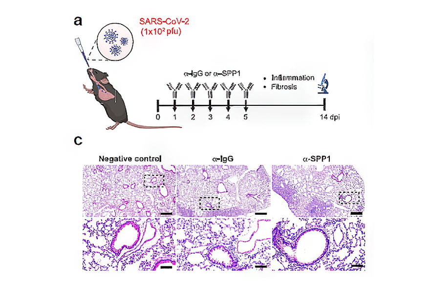 research_image