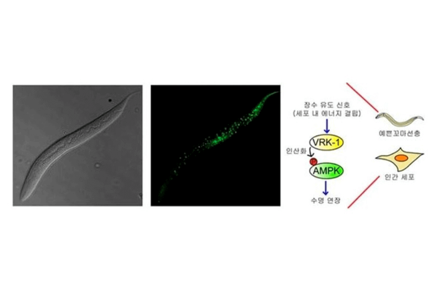 research_image