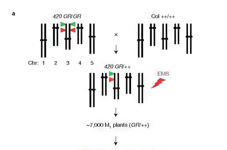 research_image