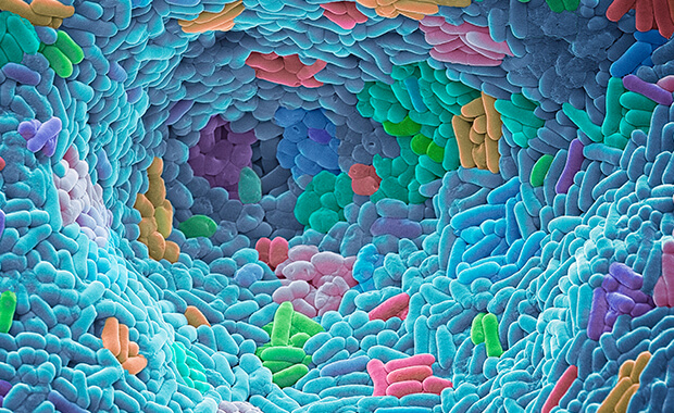 Immunology image